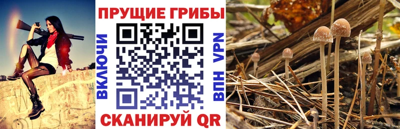 Галлюциногенные грибы MAGIC MUSHROOMS  Инсар 